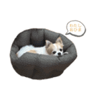 らぶちゃんと妹たち❤︎❤︎（個別スタンプ：18）