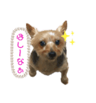 ヨーキーファミリー（個別スタンプ：6）