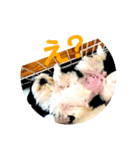 ろくちゃんスタンプだよ（個別スタンプ：8）