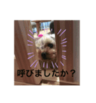 タレ耳ヨーキーのニコちゃん（個別スタンプ：2）