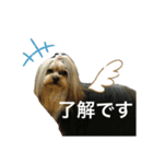 タレ耳ヨーキーのニコちゃん（個別スタンプ：3）