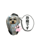 タレ耳ヨーキーのニコちゃん（個別スタンプ：4）