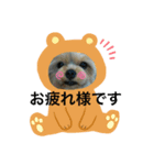 タレ耳ヨーキーのニコちゃん（個別スタンプ：6）