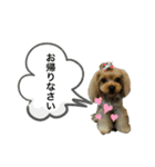 タレ耳ヨーキーのニコちゃん（個別スタンプ：8）