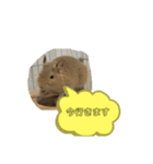 デグーなスタンプ（個別スタンプ：3）