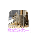 デグーなスタンプ（個別スタンプ：7）