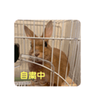 うさぎのコロンちゃん（個別スタンプ：4）