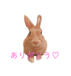 うさぎのコロンちゃん（個別スタンプ：8）
