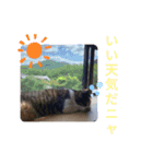 たろうはねこ（個別スタンプ：1）