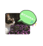 たろうはねこ（個別スタンプ：2）