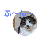 たろうはねこ（個別スタンプ：3）