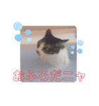たろうはねこ（個別スタンプ：4）