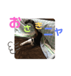 たろうはねこ（個別スタンプ：5）