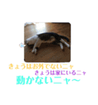 たろうはねこ（個別スタンプ：7）
