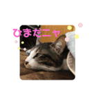 たろうはねこ（個別スタンプ：9）