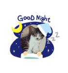 たろうはねこ（個別スタンプ：11）