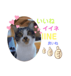 たろうはねこ（個別スタンプ：12）