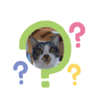たろうはねこ（個別スタンプ：16）