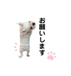 我が家のこてっちゃん part.2（個別スタンプ：2）
