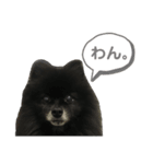 黒ぽめだけどスタンプになりたい3（個別スタンプ：2）