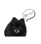 黒ぽめだけどスタンプになりたい3（個別スタンプ：3）