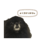 黒ぽめだけどスタンプになりたい3（個別スタンプ：5）