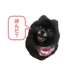黒ぽめだけどスタンプになりたい3（個別スタンプ：6）