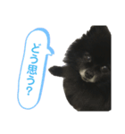 黒ぽめだけどスタンプになりたい3（個別スタンプ：9）