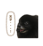 黒ぽめだけどスタンプになりたい3（個別スタンプ：14）