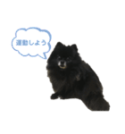 黒ぽめだけどスタンプになりたい3（個別スタンプ：16）