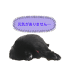黒ぽめだけどスタンプになりたい3（個別スタンプ：20）