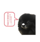 黒ぽめだけどスタンプになりたい3（個別スタンプ：22）