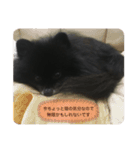 黒ぽめだけどスタンプになりたい3（個別スタンプ：24）