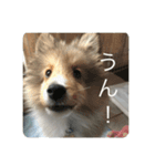 シェットランドシープドッグわらび君（個別スタンプ：2）