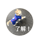 シェットランドシープドッグわらび君（個別スタンプ：5）