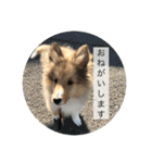 シェットランドシープドッグわらび君（個別スタンプ：6）