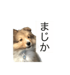 シェットランドシープドッグわらび君（個別スタンプ：7）