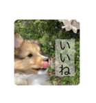 シェットランドシープドッグわらび君（個別スタンプ：8）