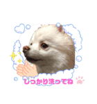 ポメコロちゃん 3（個別スタンプ：3）