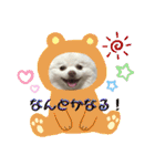ポメコロちゃん 3（個別スタンプ：5）