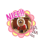 ポメコロちゃん 3（個別スタンプ：11）
