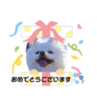 ポメコロちゃん 3（個別スタンプ：20）