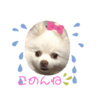 ポメコロちゃん 3（個別スタンプ：23）