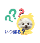 ポメコロちゃん 3（個別スタンプ：30）