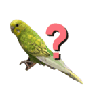 セキセイインコのすたんぷ（個別スタンプ：1）