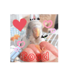 セキセイインコのすたんぷ（個別スタンプ：3）