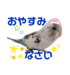 セキセイインコのすたんぷ（個別スタンプ：4）