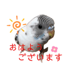 セキセイインコのすたんぷ（個別スタンプ：5）