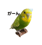 セキセイインコのすたんぷ（個別スタンプ：6）