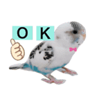 セキセイインコのすたんぷ（個別スタンプ：7）